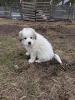 Rocky, a male Great Pyrenees for sale in Addy, WA – Photo 3 of 4