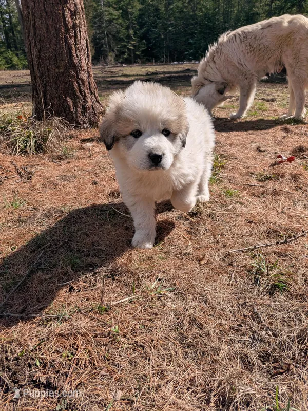 Rocky – Great Pyrenees puppy for sale in Addy, WA
