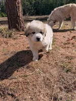 Rocky, a male Great Pyrenees for sale in Addy, WA – Photo 1 of 4