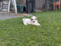 Kai, a male Great Pyrenees for sale in Addy, WA – 2 of 2