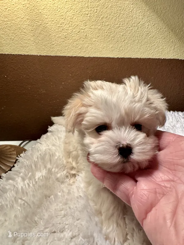 Mynx – Yorkshire Terrier puppy for sale in Milton, FL