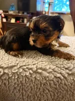 Nick , a male Yorkshire Terrier for sale in Milton, FL – 4 of 4
