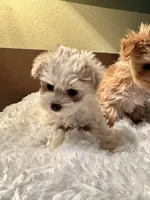 Mynx, a female Yorkshire Terrier for sale in Milton, FL – 2 of 4