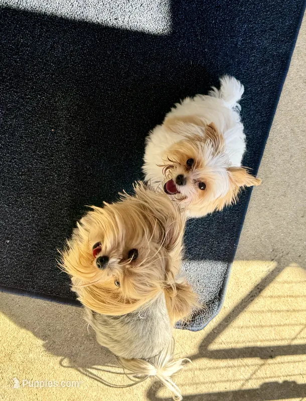 Willow – Yorkshire Terrier puppy for sale in Milton, FL