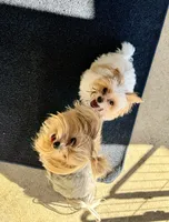 Willow, a female Yorkshire Terrier for sale in Milton, FL – 1 of 6