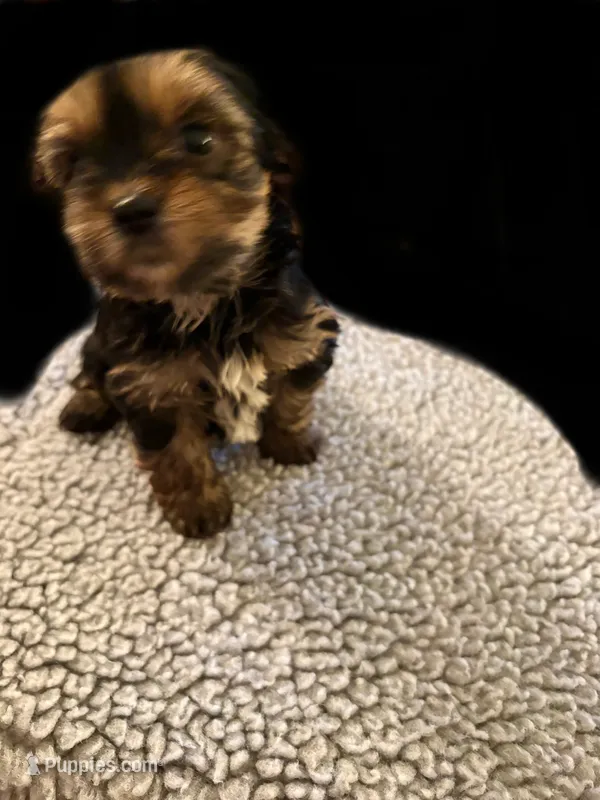 Nick  – Yorkshire Terrier puppy for sale in Milton, FL