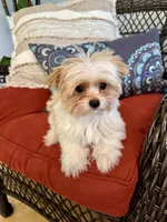 Willow, a female Yorkshire Terrier for sale in Milton, FL – 7 of 7
