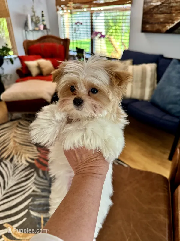 Willow – Yorkshire Terrier puppy for sale in Milton, FL
