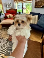 Willow, a female Yorkshire Terrier for sale in Milton, FL – 1 of 7
