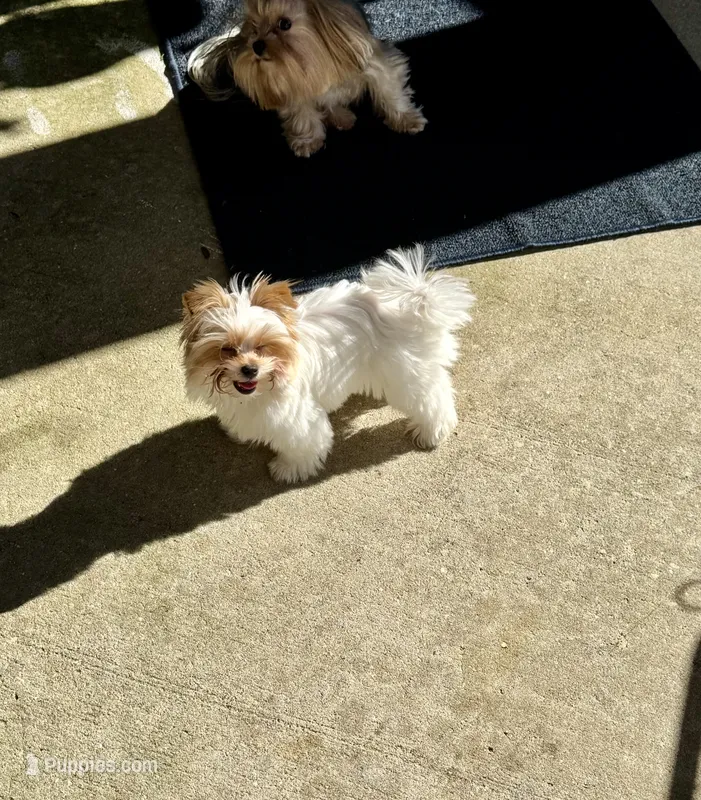 Willow – Yorkshire Terrier puppy for sale in Milton, FL