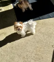 Willow, a female Yorkshire Terrier for sale in Milton, FL – 4 of 6