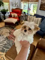 Willow, a female Yorkshire Terrier for sale in Milton, FL – 6 of 7