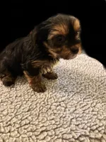 Nick , a male Yorkshire Terrier for sale in Milton, FL – 3 of 4