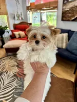 Willow, a female Yorkshire Terrier for sale in Milton, FL – 5 of 7