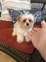 Willow, a female Yorkshire Terrier for sale in Milton, FL – 3 of 7