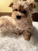 Cami, a female Yorkshire Terrier for sale in Milton, FL – 3 of 5