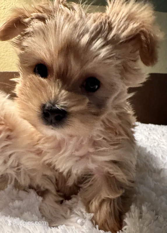 Cami – Yorkshire Terrier puppy for sale in Milton, FL