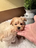 Cami, a female Yorkshire Terrier for sale in Milton, FL – 2 of 5