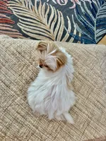 Willow, a female Yorkshire Terrier for sale in Milton, FL – 5 of 6