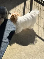 Willow, a female Yorkshire Terrier for sale in Milton, FL – 2 of 6