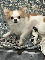 Olive, a female Chihuahua for sale in Rye, NH – Photo 7 of 10