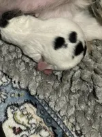 Olive, a female Chihuahua for sale in Rye, NH – Photo 6 of 10