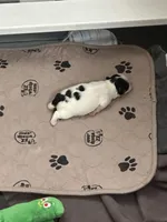 Olive, a female Chihuahua for sale in Rye, NH – Photo 3 of 10