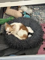 Olive, a female Chihuahua for sale in Rye, NH – Photo 5 of 10