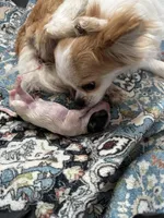 Olive, a female Chihuahua for sale in Rye, NH – Photo 8 of 10