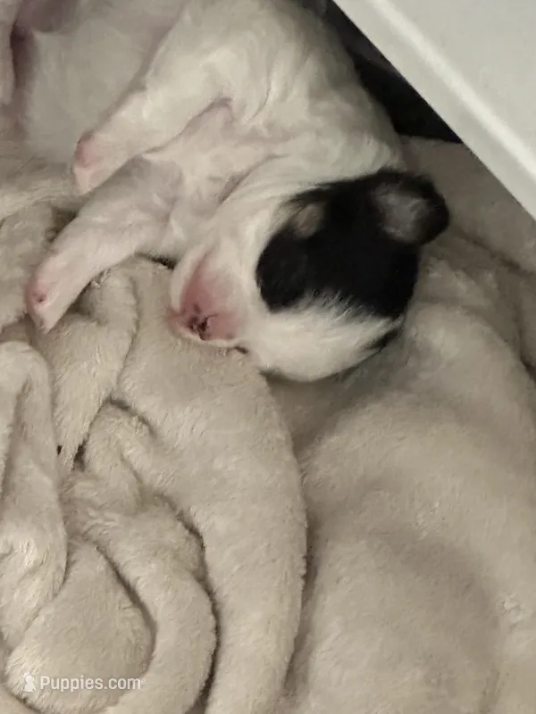 Olive – Chihuahua puppy for sale in Rye, NH