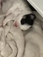 Olive, a female Chihuahua for sale in Rye, NH – Photo 2 of 10