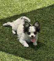 Olive, a female Chihuahua for sale in Rye, NH – 10 of 10