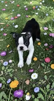 Elenor, a female Boston Terrier for sale in Rye, NH – Photo 2 of 4