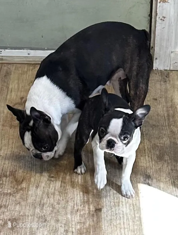Elenor – Boston Terrier puppy for sale in Rye, NH