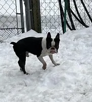Snape, a male Boston Terrier for sale in Rye, NH – Photo 2 of 3