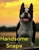 Snape, a male Boston Terrier for sale in Rye, NH – Photo 3 of 3