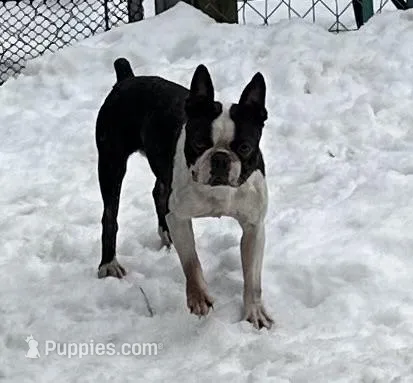 Snape, a male Boston Terrier for sale in Rye, NH – Photo 1 of 3