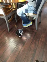 Vinny, a male Boston Terrier for sale in Rye, NH – Photo 5 of 8