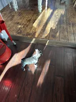 Vinny, a male Boston Terrier for sale in Rye, NH – Photo 4 of 8