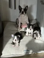 Vinny, a male Boston Terrier for sale in Rye, NH – Photo 7 of 8