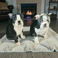 Vinny, a male Boston Terrier for sale in Rye, NH – Photo 2 of 8