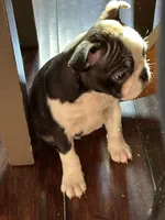 Vinny, a male Boston Terrier for sale in Rye, NH – Photo 3 of 8