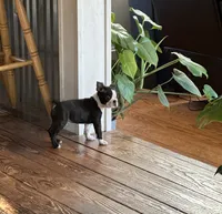 Vinny, a male Boston Terrier for sale in Rye, NH – Photo 1 of 8