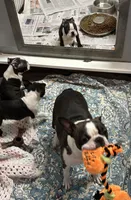 Vinny, a male Boston Terrier for sale in Rye, NH – Photo 8 of 8