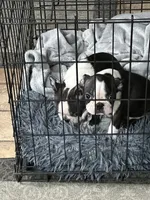 Vinny, a male Boston Terrier for sale in Rye, NH – Photo 6 of 8
