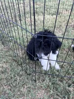 Maverick, a male Aussiedoodle for sale in Madisonville, TX – 8 of 9