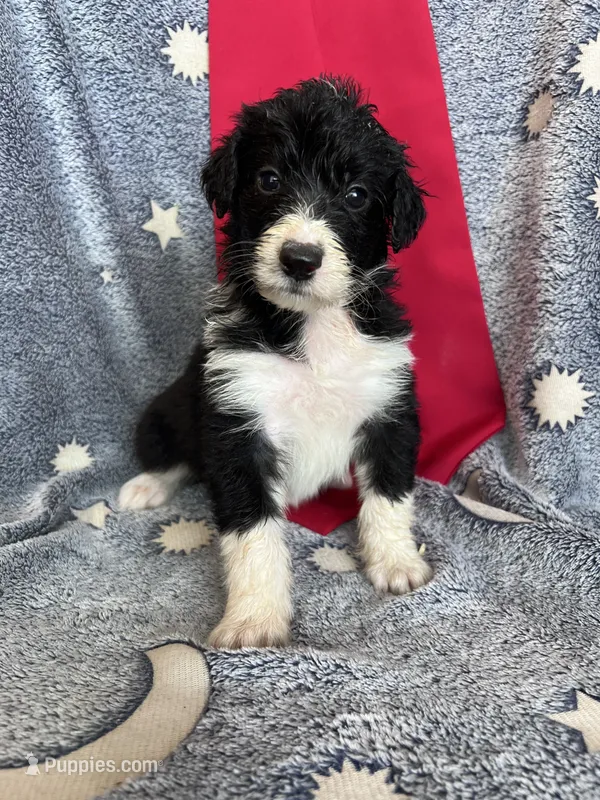 Bella – Aussiedoodle puppy for sale in Madisonville, TX