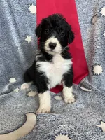 Bella, a female Aussiedoodle for sale in Madisonville, TX – 4 of 5