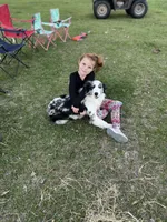 Maverick, a male Aussiedoodle for sale in Madisonville, TX – 5 of 7