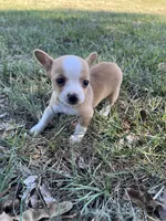 Princess, a female Chihuahua for sale in Madisonville, TX – 4 of 4